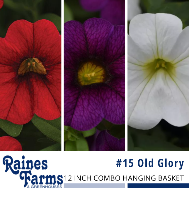 #15: Old Glory 12 Inch Combo Hanging Basket 